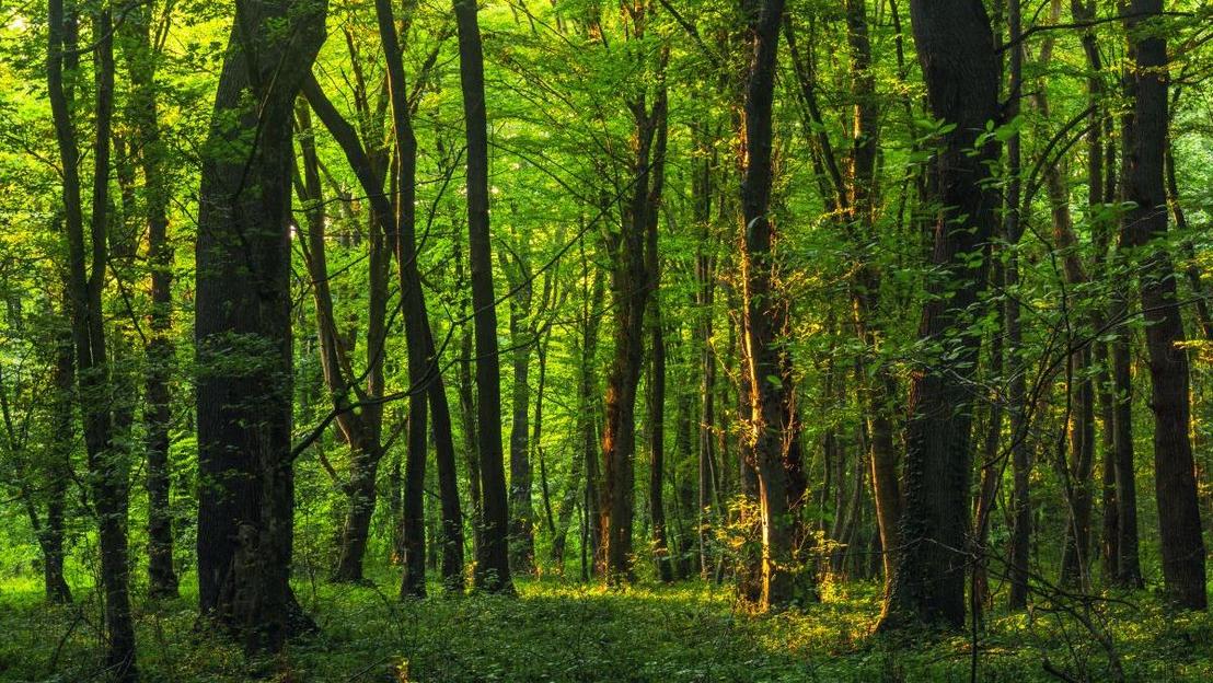 ESG - Nachhaltig investieren Symbolbild zum Thema "ESG - Nachhaltig investieren": ein dichter, grüner Wald.